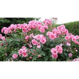 Pembe Yediveren Gül Fidanı Polyanna 1 Adet 15-25 Cm