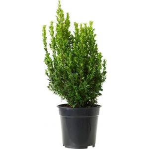 Saksılı Şimşir Fidanı 20-30 Cm (Buxus Sempervirens)