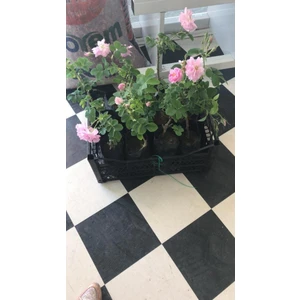 Geleneksel Kokulu Reçellik Pembe Isparta Yağ Gülü Fidanı 15-25 Cm