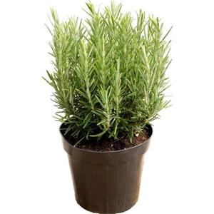 Saksılı Biberiye Fide Fidanı 1 Adet 15-25 Cm (Rosmarinus Officinalis)