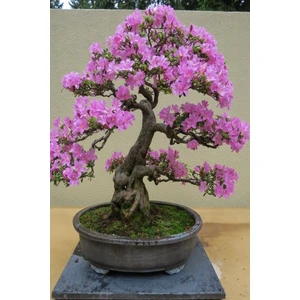 Tohum Dünyam Bonsai Bonzai Ağacı Tohumu 5 Adet