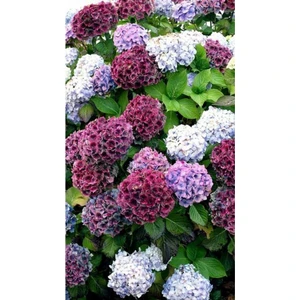 Tohum Dünyam Pembe Beyaz Karışık Ortanca Çiçeği Tohumu-10 15 Adet