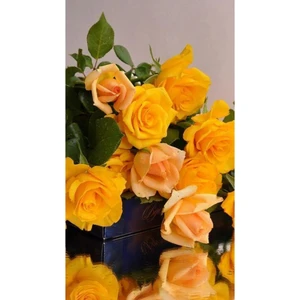 Tohum Dünyam 10 Adet Sarı Renkli Gül Çiçeği Tohumu