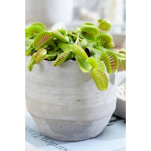 Tohum Dünyam Sinek Kapan Etobur Bitki Venus Fly Trap Tohumu / 5 Adet Tohum