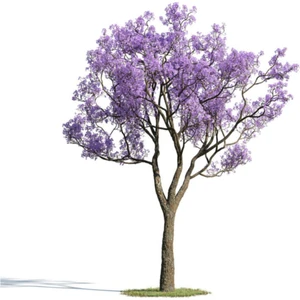 Tohum Dünyam Nadir Jakaranda Ağacı Tohumu 10 Adet Tohum Jacaranda Mimosifolia