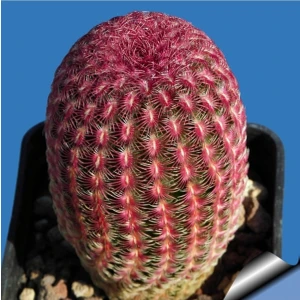 Tohum Dünyam Rainbow Hedgehog Cactus Kaktüs Tohumu