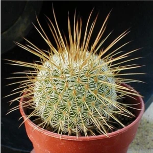 Tohum Dünyam Mammillaria Dixanthocentron Kaktüs Tohumu