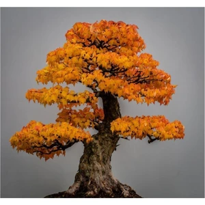 Tohum Dünyam Liquidambar Bonsai Ağacı Tohumu 5 Adet Bonsai Ağacı Tohumu