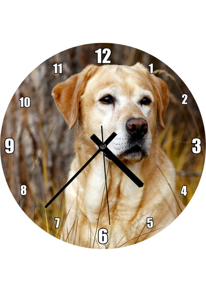 Cakatablo Kuru Otların Arasındaki Labrador Duvar Saati (Çap 30X30 Cm)