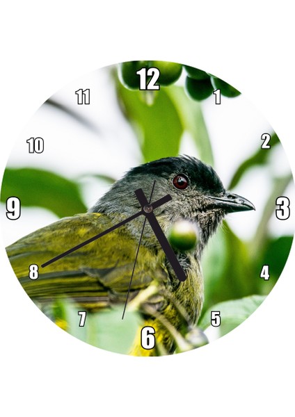 Cakatablo Gri Sarı Kuş ve Dalda Yeşil Meyveler Duvar Saati (Çap 30X30 Cm)