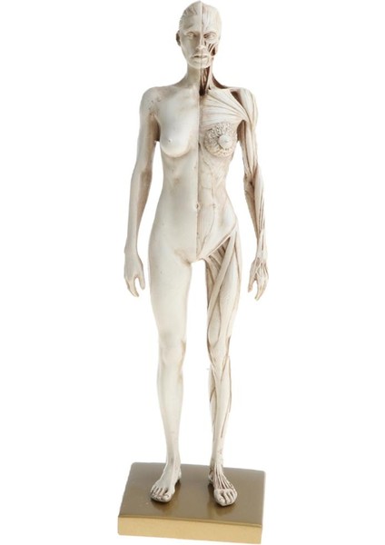 11 Inç Dişi Anatomi Modeli Kas ve Iskelet Anatomik Çalışma Kiti - Beyaz (Yurt Dışından)