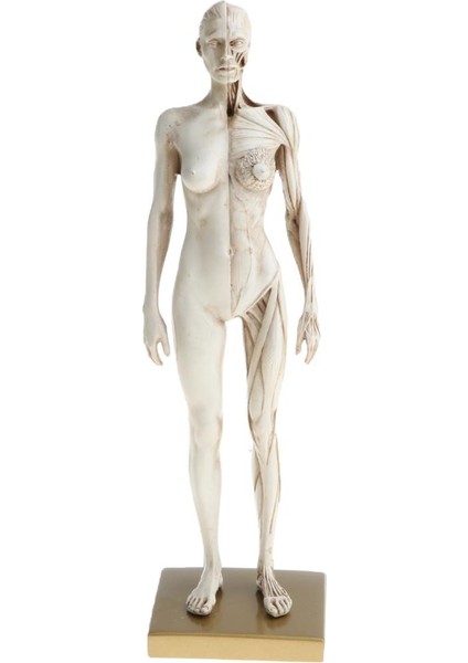 11 Inç Dişi Anatomi Modeli Kas ve Iskelet Anatomik Çalışma Kiti - Beyaz (Yurt Dışından)