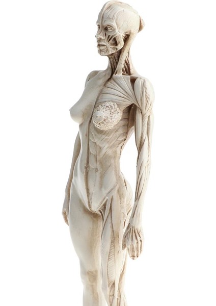11 Inç Dişi Anatomi Modeli Kas ve Iskelet Anatomik Çalışma Kiti - Beyaz (Yurt Dışından)