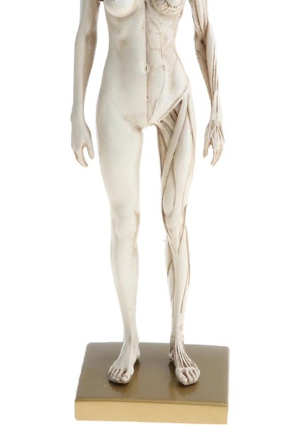 11 Inç Dişi Anatomi Modeli Kas ve Iskelet Anatomik Çalışma Kiti - Beyaz (Yurt Dışından)
