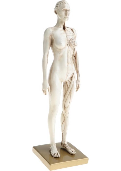 11 Inç Dişi Anatomi Modeli Kas ve Iskelet Anatomik Çalışma Kiti - Beyaz (Yurt Dışından)