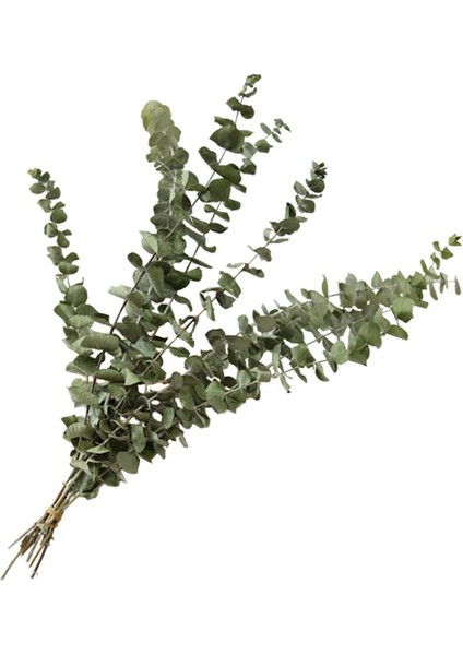Şoklanmış Okaliptus Stabilize Kuru Çiçek Yeşil 50 Gram