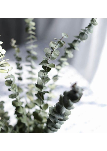 Şoklanmış Okaliptus Stabilize Kuru Çiçek Yeşil 50 Gram fiyatları