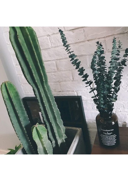 Şoklanmış Okaliptus Stabilize Kuru Çiçek Yeşil 50 Gram modelleri