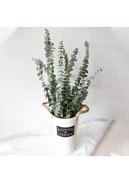 Şoklanmış Okaliptus Stabilize Kuru Çiçek Yeşil 50 Gram fırsatları