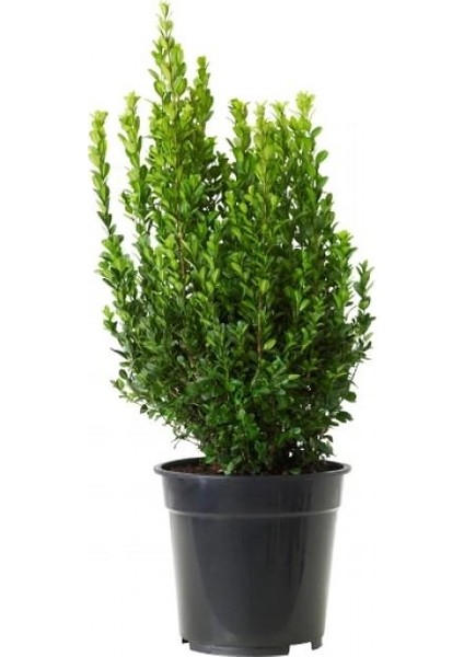 Saksılı Şimşir Fidanı 20-30 Cm (Buxus Sempervirens)