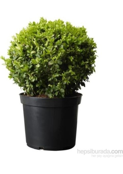 Saksılı Şimşir Fidanı 20-30 Cm (Buxus Sempervirens)