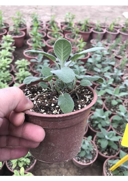 Saksılı Tıbbi Adaçayı Fidanı 10-20 Cm 1 Adet Salvia