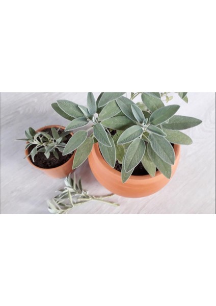 Saksılı Tıbbi Adaçayı Fidanı 10-20 Cm 1 Adet Salvia