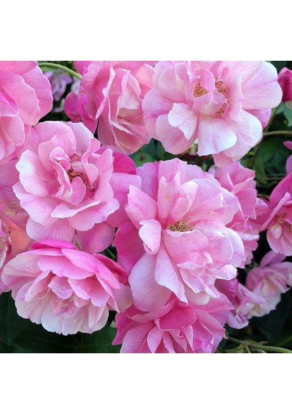 Pembe Yediveren Sarmaşık Ponpon Gül Fidanı 15-25 Cm