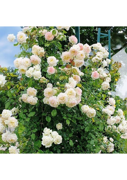 Beyaz Yediveren Sarmaşık Gül Fidanı 5 Adet 15-25 Cm fırsatları
