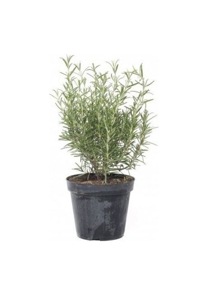Saksılı Biberiye Fide Fidanı 1 Adet 15-25 Cm (Rosmarinus Officinalis)
