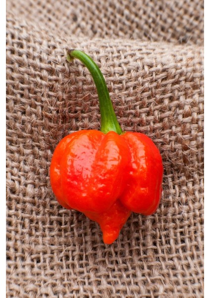 Tohum Dünyam Dünyanın En Acısı Trinidad Scorpion Biber Tohumu / 10 Adet Tohum