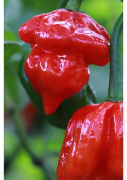 Tohum Dünyam Dünyanın En Acısı Trinidad Scorpion Biber Tohumu / 10 Adet Tohum