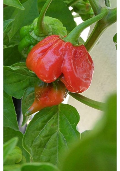 Tohum Dünyam Dünyanın En Acısı Trinidad Scorpion Biber Tohumu / 10 Adet Tohum