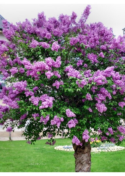 Mor Oya Ağacı Tohumu / 5 Adet Tohum