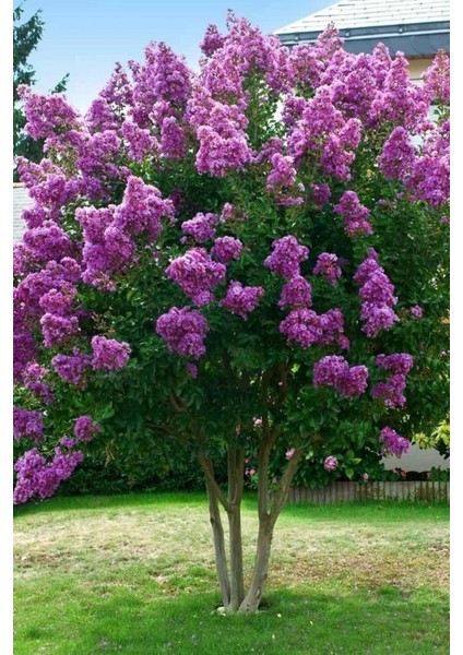 Mor Oya Ağacı Tohumu / 5 Adet Tohum fiyatları