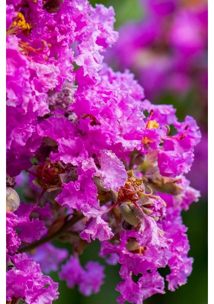 Mor Oya Ağacı Tohumu / 5 Adet Tohum modelleri