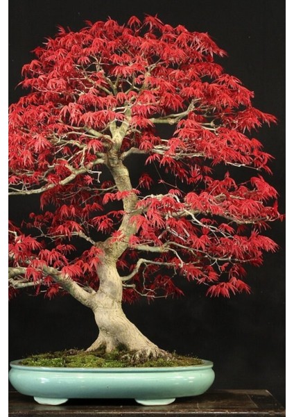 Bonsai Ağaci Tohumu 5 Adet