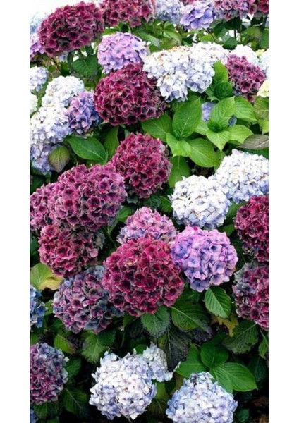 Pembe Beyaz Karışık Ortanca Çiçeği Tohumu-10 15 Adet