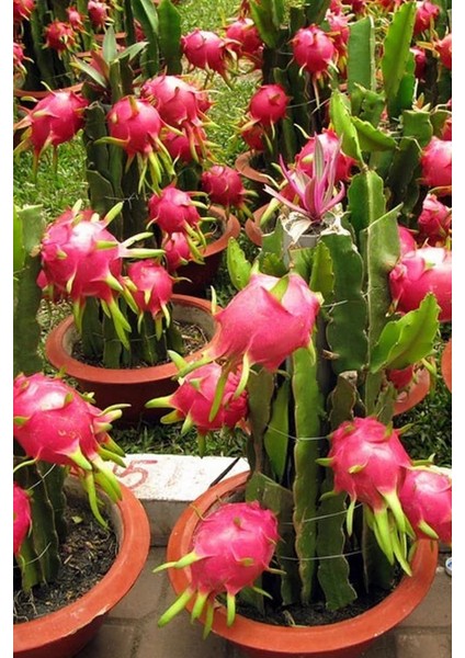 Kırmızı Ejder Meyvesi Tohumu / 5 Adet Pitaya Tohumu
