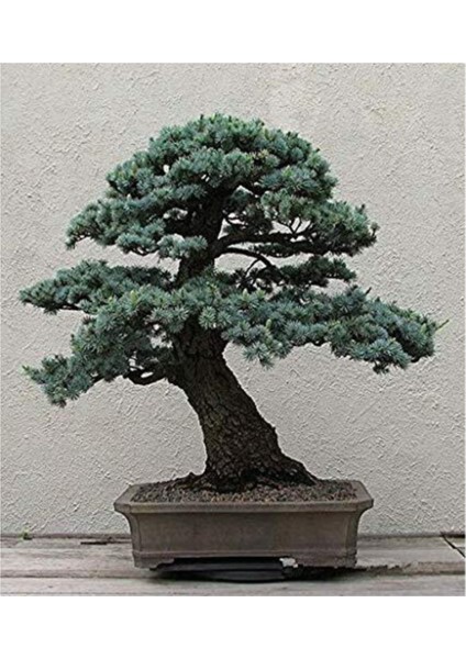 Bodur Mavi Selvi Bonzai Ağacı Tohumu 5 Adet Bonsai Ağacı Tohumu