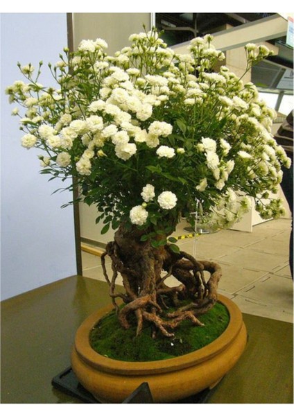 Bodur Beyaz Gül Bonzai Ağacı Tohumu 5 Adet Tohum Bonsai Ağacı Tohumu