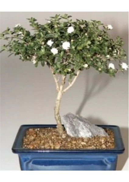 Bodur Beyaz Gül Bonzai Ağacı Tohumu 5 Adet Tohum Bonsai Ağacı Tohumu fiyatları