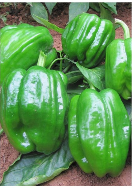 Meşhur Antep Acı Dolmalık Biber Tohumu 10 Adet Dolmalık Biberi Tohumu fiyatları