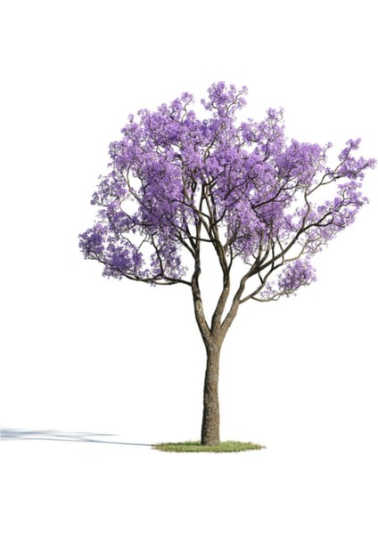 Nadir Jakaranda Ağacı Tohumu 10 Adet Tohum Jacaranda Mimosifolia