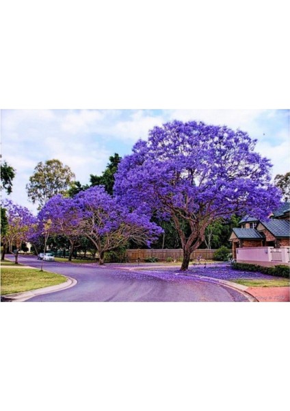 Nadir Jakaranda Ağacı Tohumu 10 Adet Tohum Jacaranda Mimosifolia
