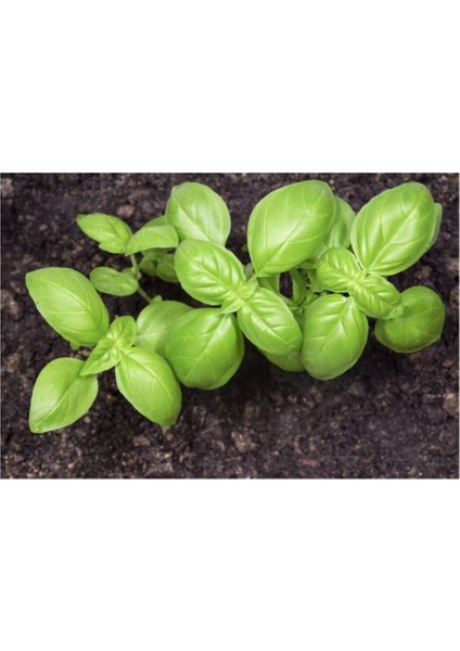 Geniş Yaprak Yeşil Reyhan Tohumu 50 Adet Tohum Fesleğen fiyatları