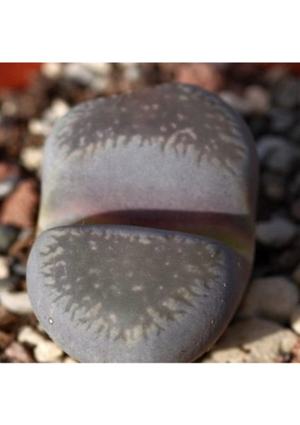 Lithops Comptonii Sukulent Tohumu