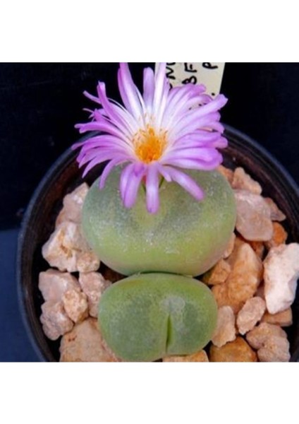 Conophytum Subfenestratum Sukulent Tohumu