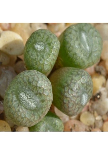 Conophytum Minusculum Sukulent Tohumu