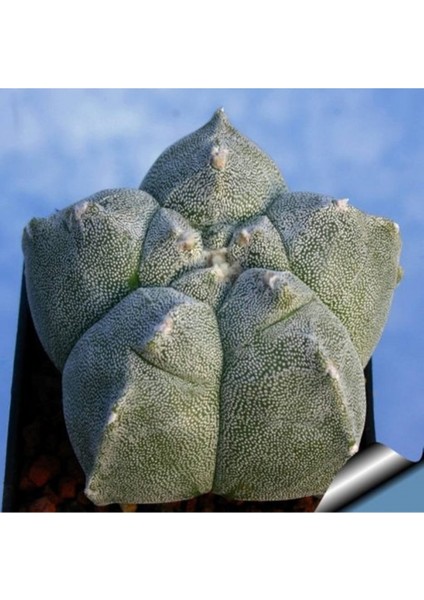 Astrophytum Myriostigma Kaktüs Tohumu